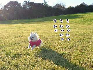 疲れ切って脱力しまくった犬がかわいいww