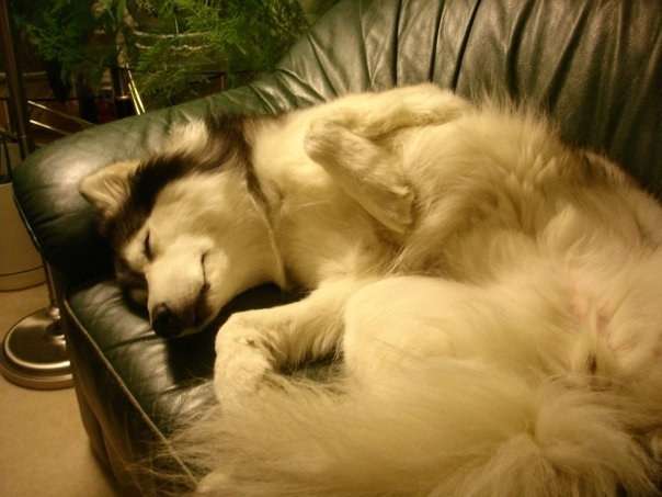 疲れ切って脱力しまくった犬がかわいいww