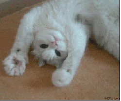 心が和んだこと