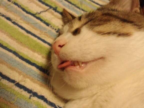 心が和んだこと
