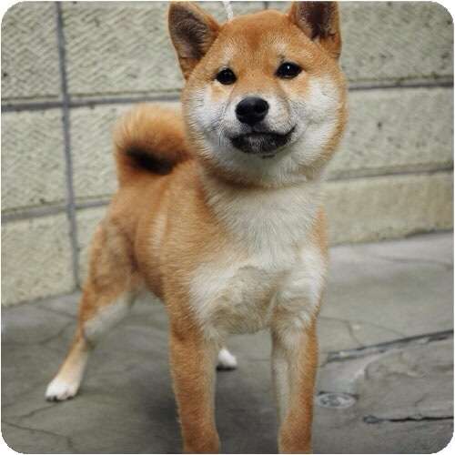 クマが散歩中の男性襲う　金沢、飼い犬が立ち向かい３頭追い払う