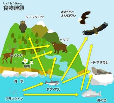クマが散歩中の男性襲う　金沢、飼い犬が立ち向かい３頭追い払う