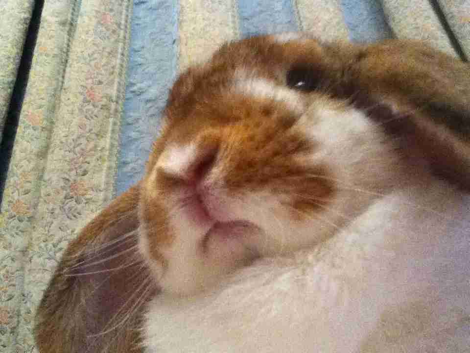 あらゆる物のアップの画像を貼るトピ！