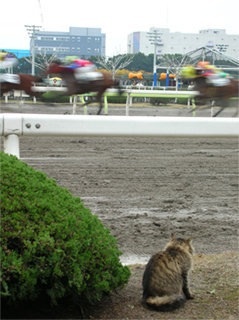 レース中馬群の前に猫飛び出す／大井競馬