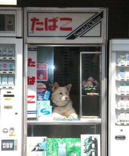 ひたすらニューヨーカーになりきるトピ