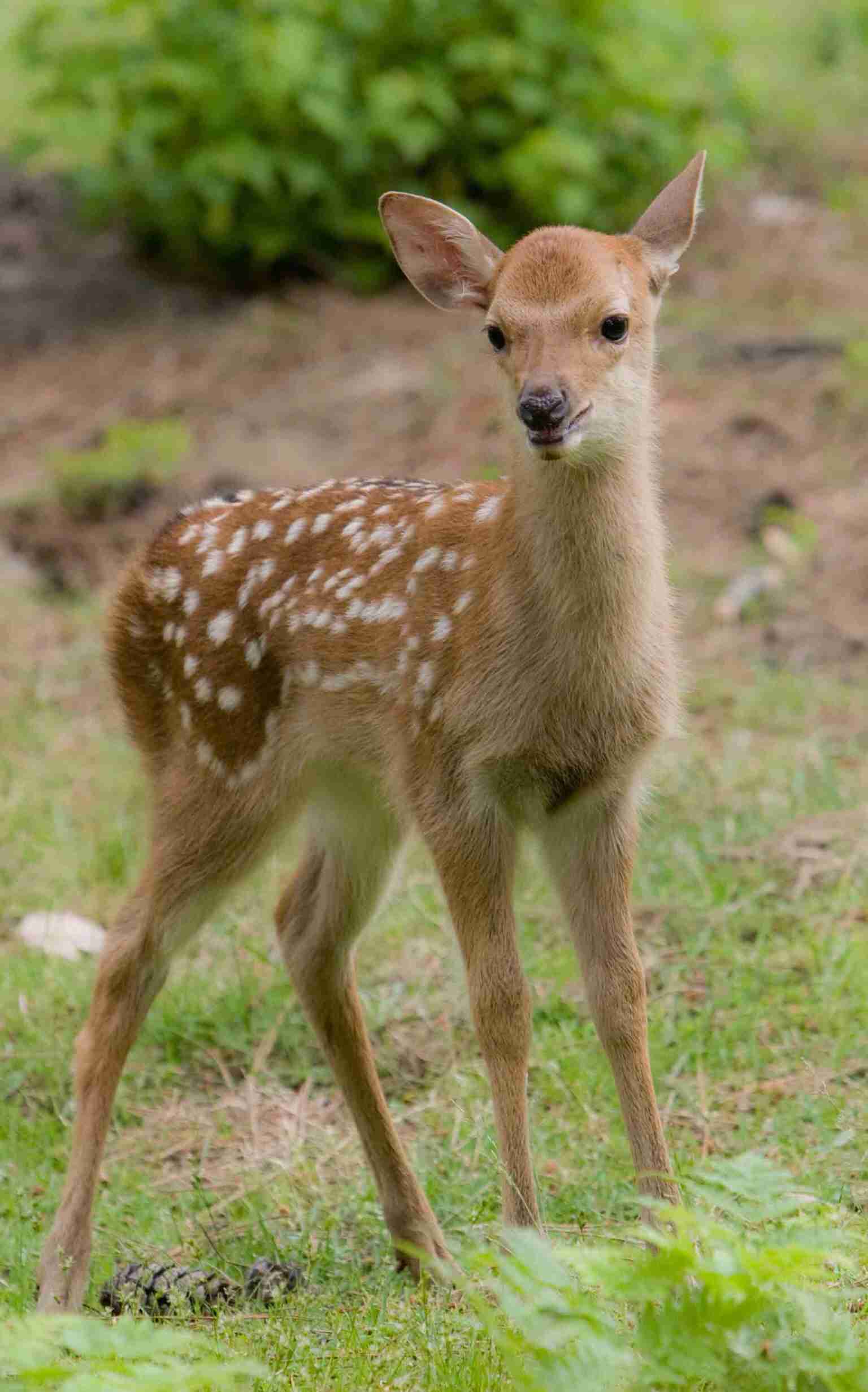 ひたすらニューヨーカーになりきるトピ