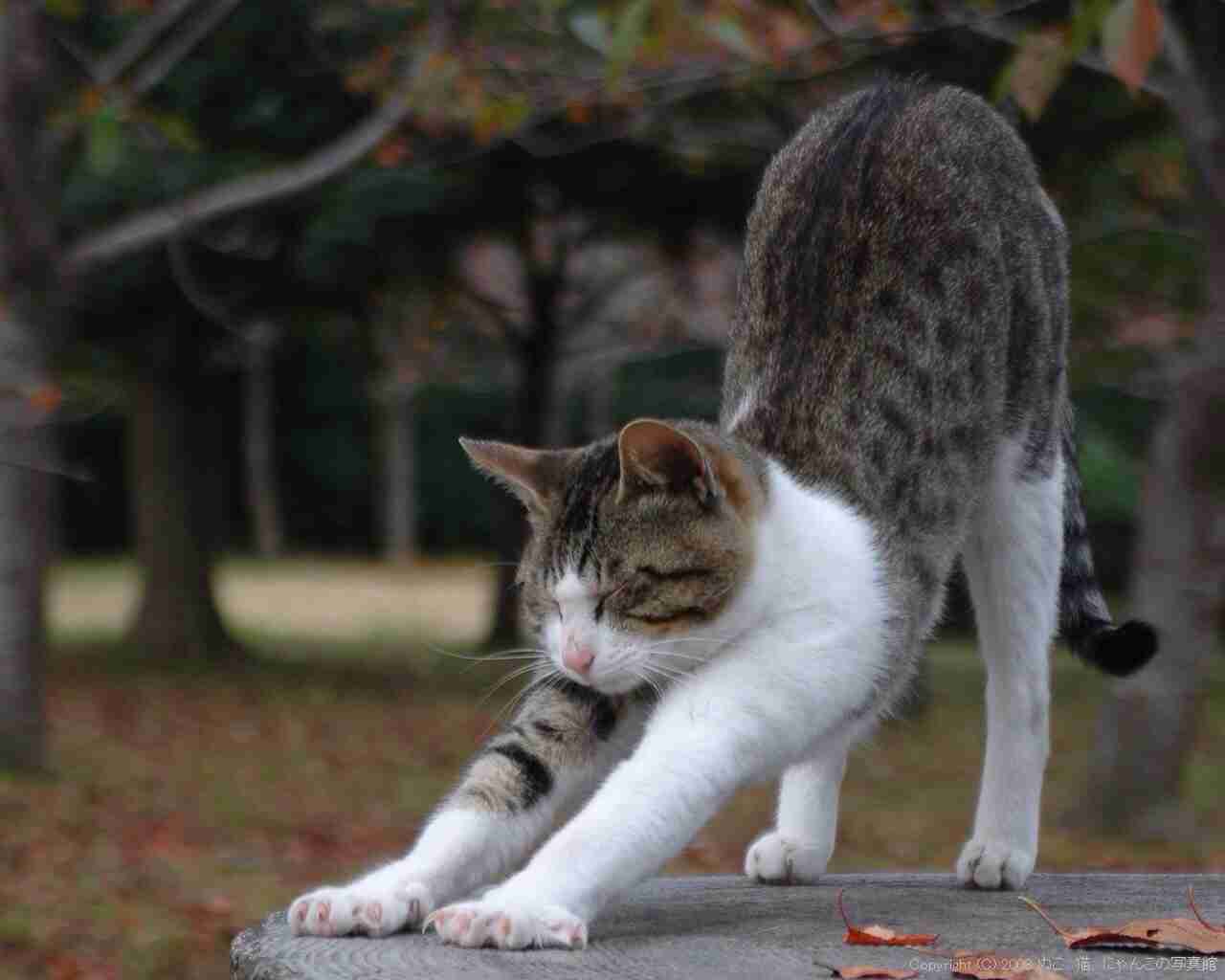 ひたすらニューヨーカーになりきるトピ