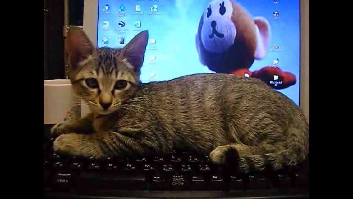 ひたすらニューヨーカーになりきるトピ