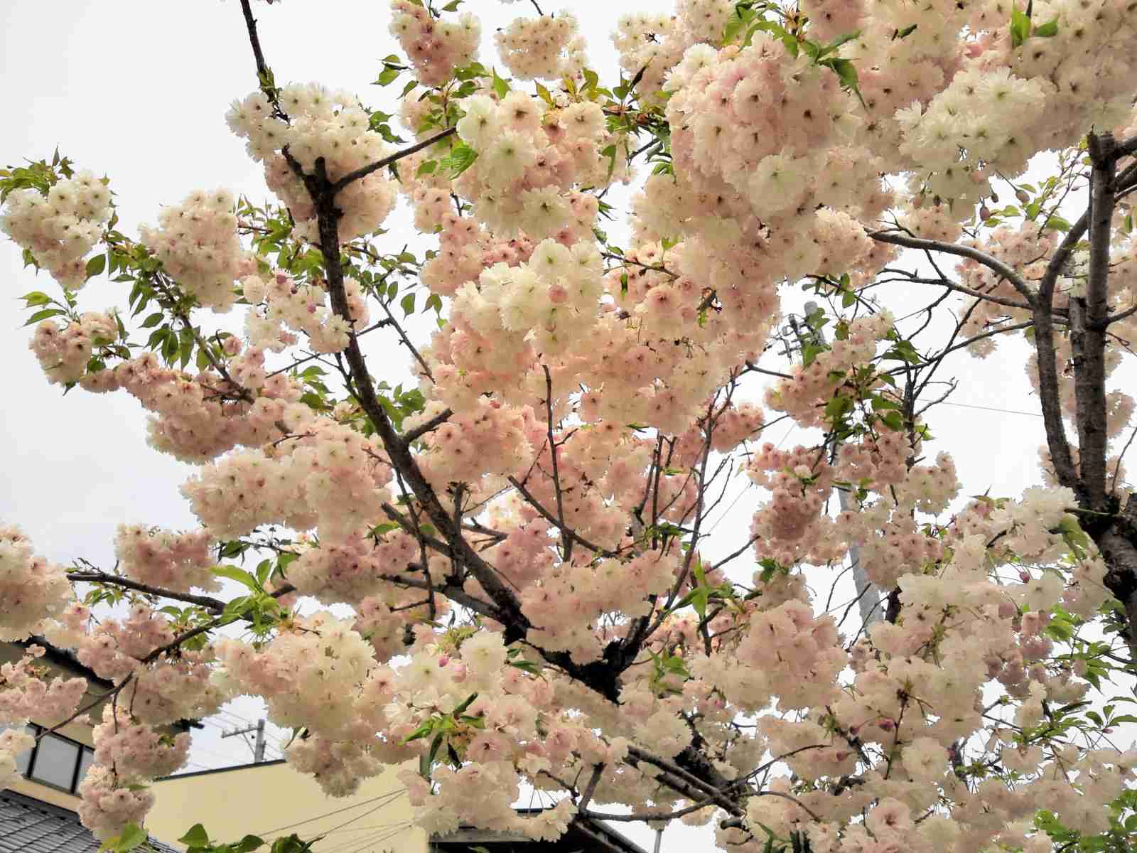 キレイに撮れた写メを貼りあうトピ♪