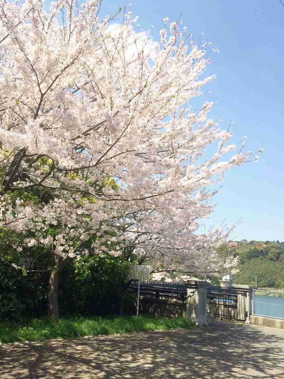 キレイに撮れた写メを貼りあうトピ♪