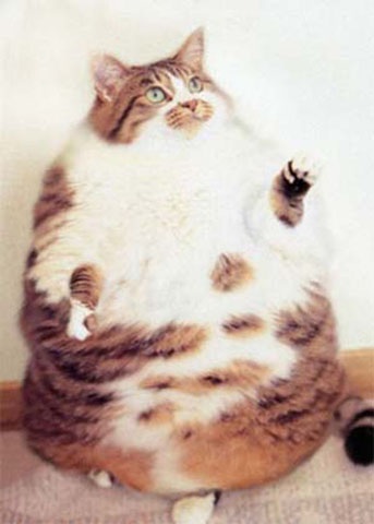 「この春から始めたいこと」でダイエットを掲げた方!! （続いてますか？ ）