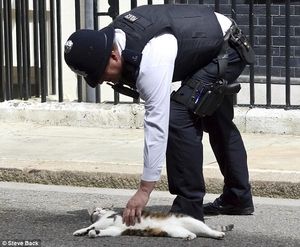 【画像】警官に誘導される子ガモが微笑ましい