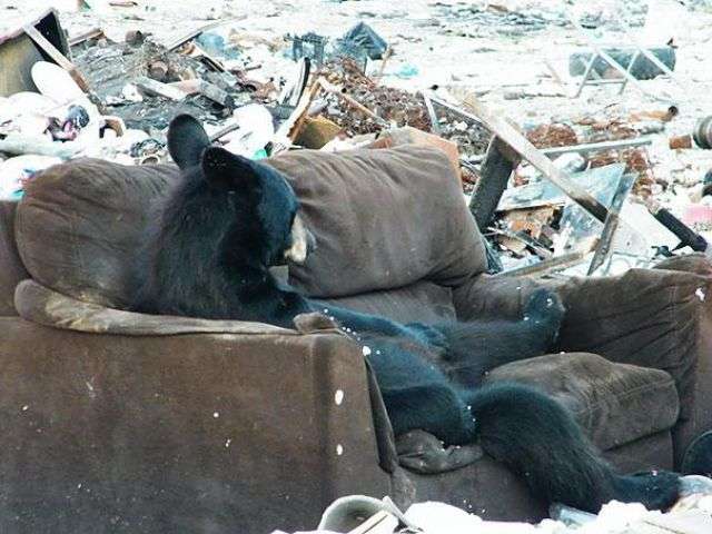 秋田新幹線、線路内のクマとぶつかり52分遅れ。クマは逃亡