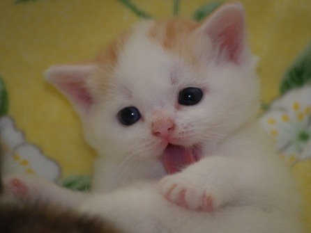 ガルちゃんで画像(サイト)を貼り付ける方法＆練習Part3