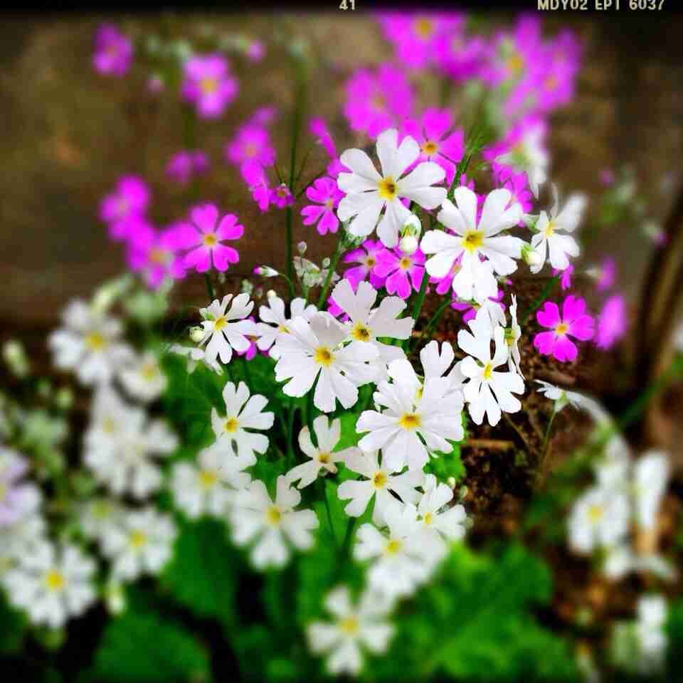 ガルちゃんで画像(サイト)を貼り付ける方法＆練習Part3