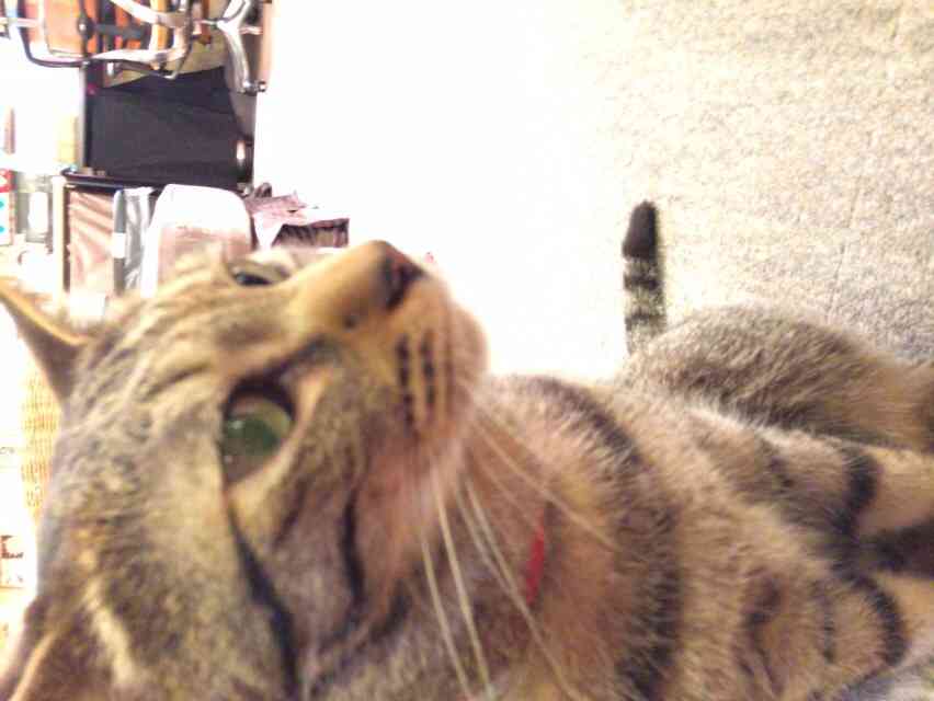 ガルちゃんで画像(サイト)を貼り付ける方法＆練習Part3