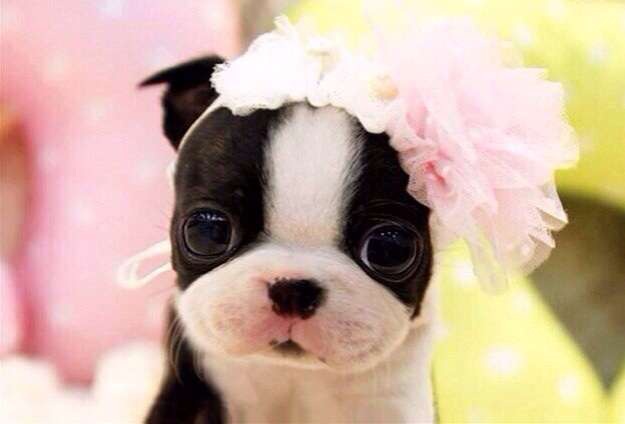 ガルちゃんで画像(サイト)を貼り付ける方法＆練習Part3