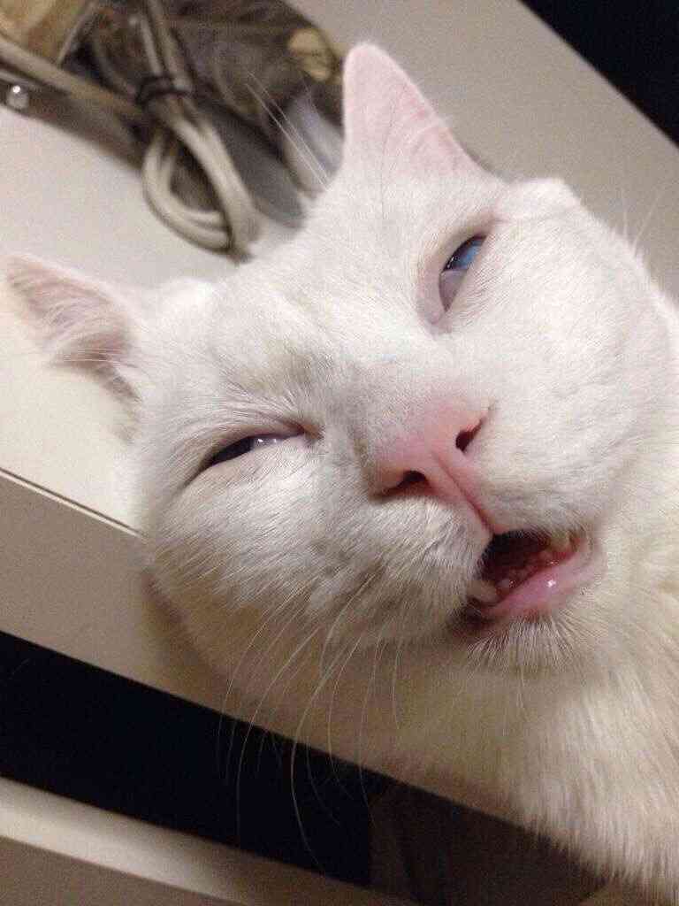 ガルちゃんで画像(サイト)を貼り付ける方法＆練習Part3