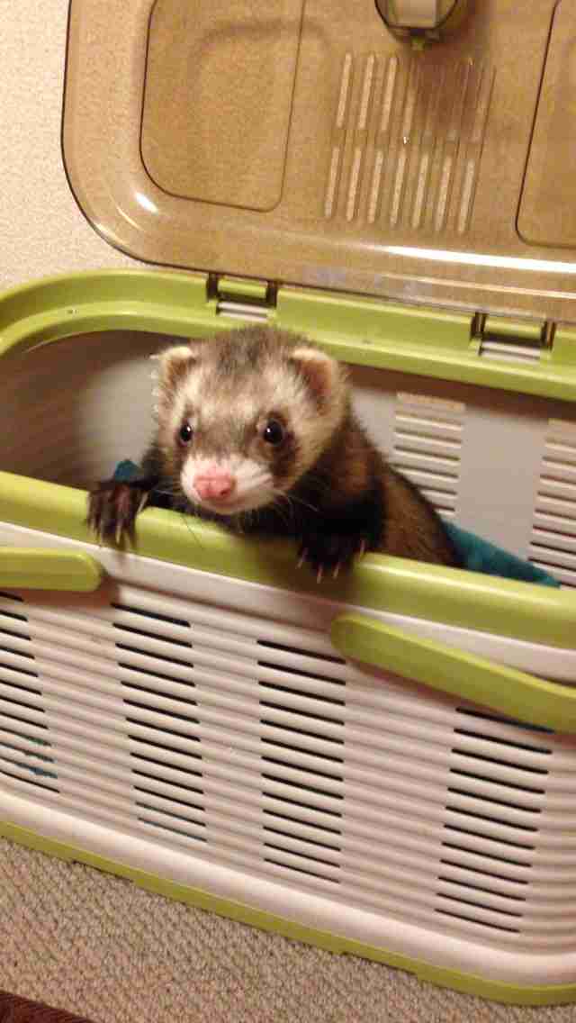 ガルちゃんで画像(サイト)を貼り付ける方法＆練習Part3