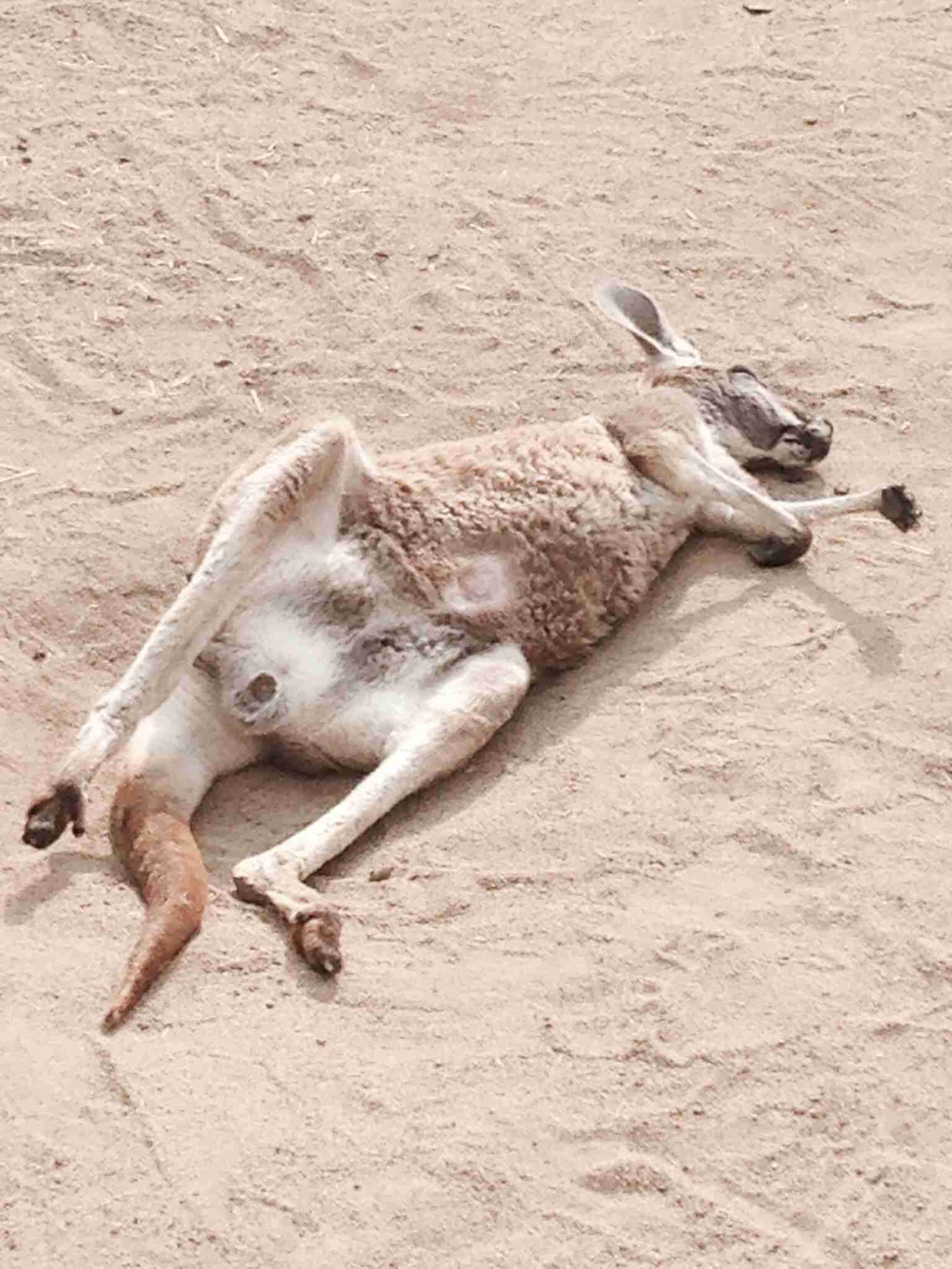 ガルちゃんで画像(サイト)を貼り付ける方法＆練習Part3