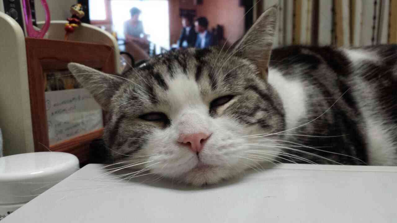 ガルちゃんで画像(サイト)を貼り付ける方法＆練習Part3