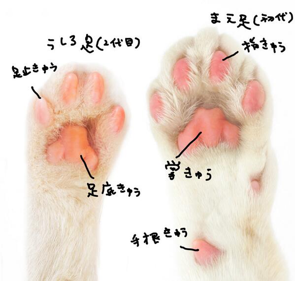 ガルちゃんで画像(サイト)を貼り付ける方法＆練習Part3