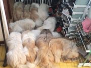 ガルちゃんで画像(サイト)を貼り付ける方法＆練習Part3