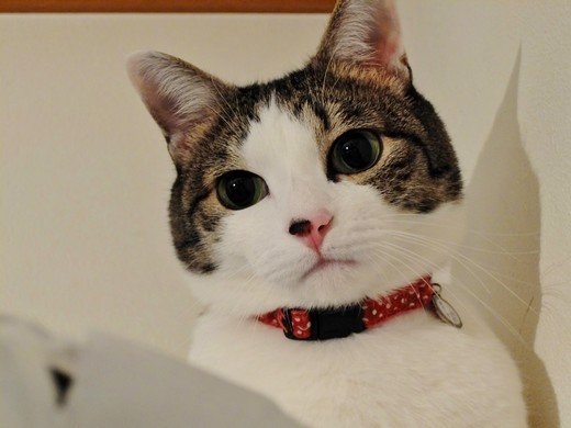 ガルちゃんで画像(サイト)を貼り付ける方法＆練習Part3