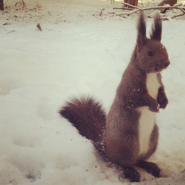 ガルちゃんで画像(サイト)を貼り付ける方法＆練習Part3