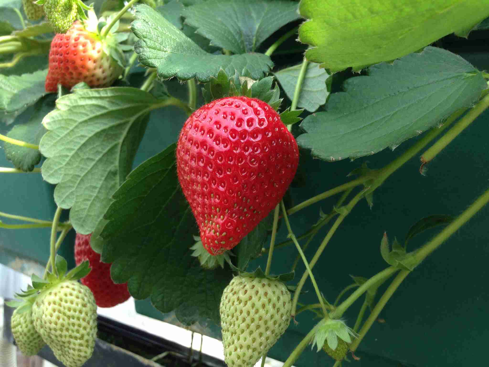 ガルちゃんで画像(サイト)を貼り付ける方法＆練習Part3