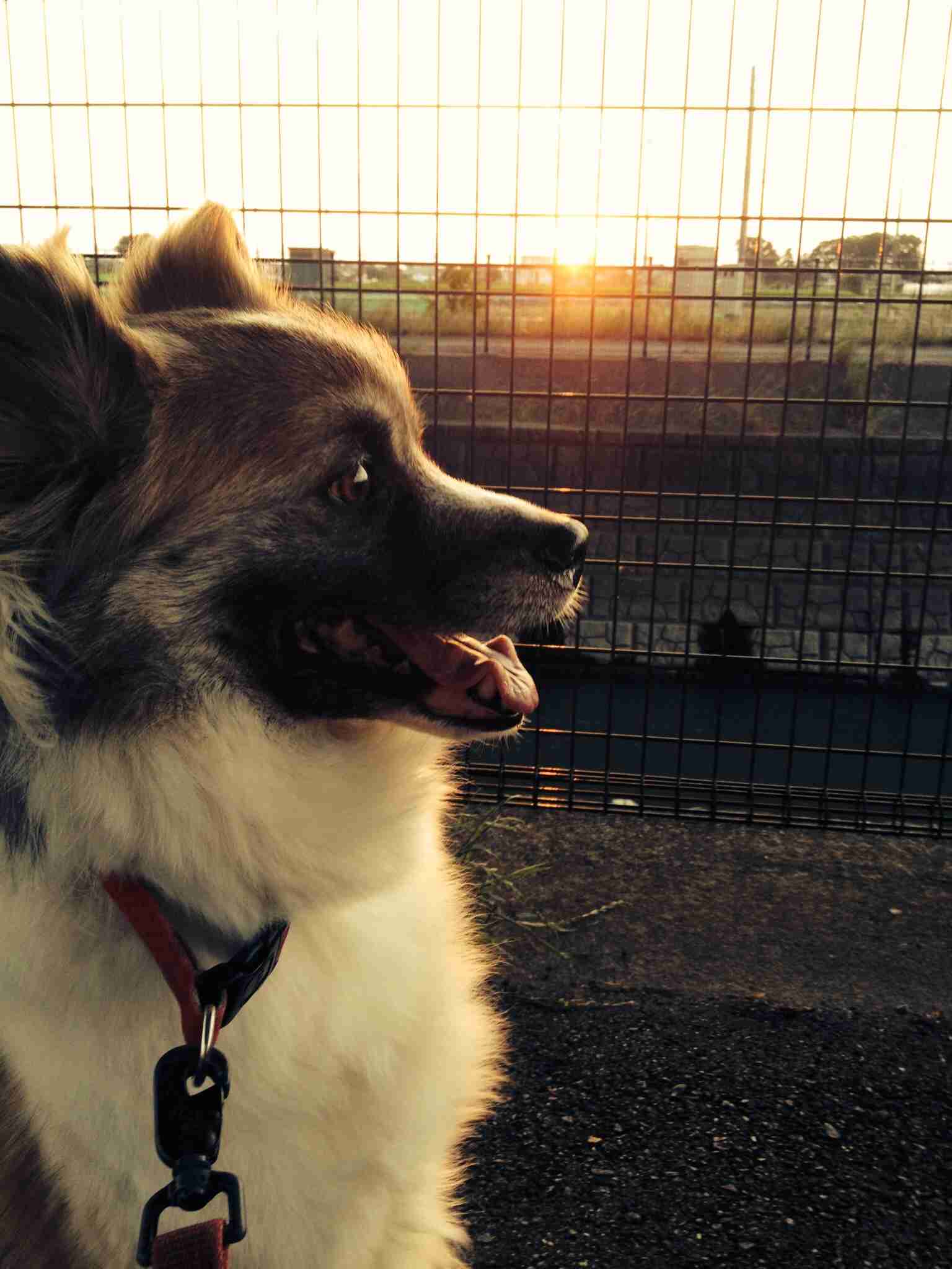 ガルちゃんで画像(サイト)を貼り付ける方法＆練習Part3