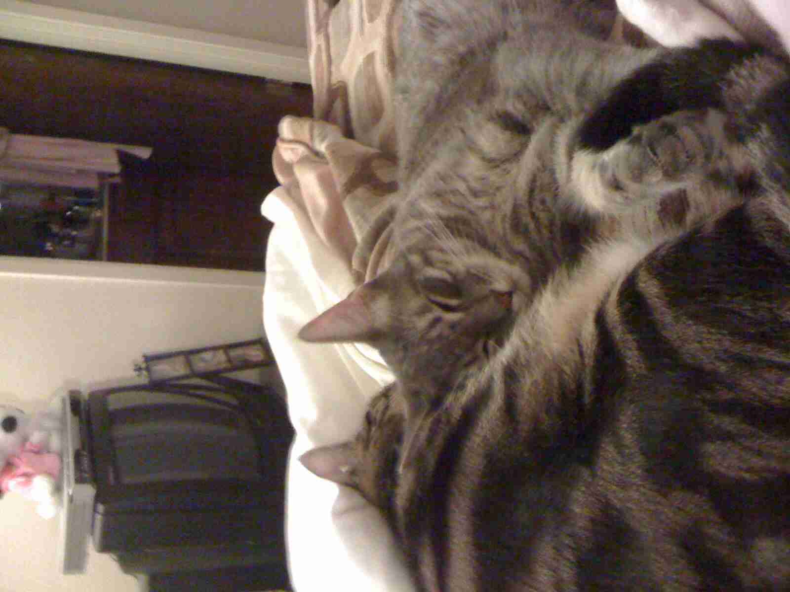 ガルちゃんで画像(サイト)を貼り付ける方法＆練習Part3