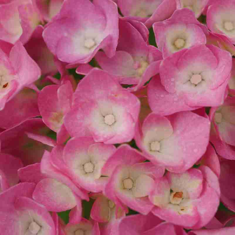 ガルちゃんで画像(サイト)を貼り付ける方法＆練習Part3