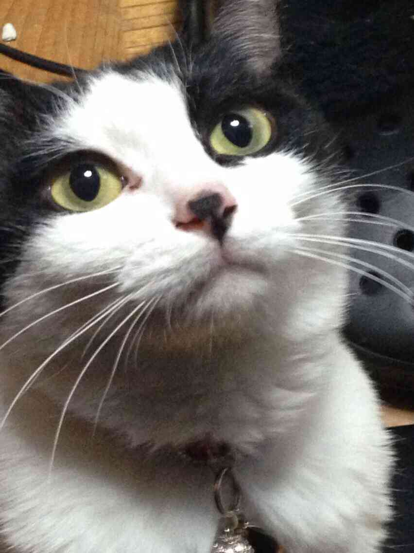 ガルちゃんで画像(サイト)を貼り付ける方法＆練習Part3