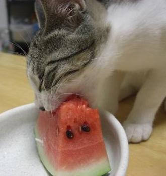 ガルちゃんで画像(サイト)を貼り付ける方法＆練習Part3