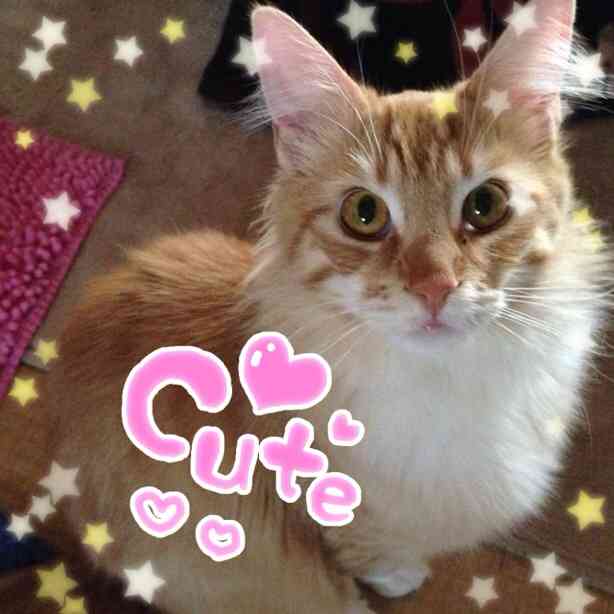 ガルちゃんで画像(サイト)を貼り付ける方法＆練習Part3