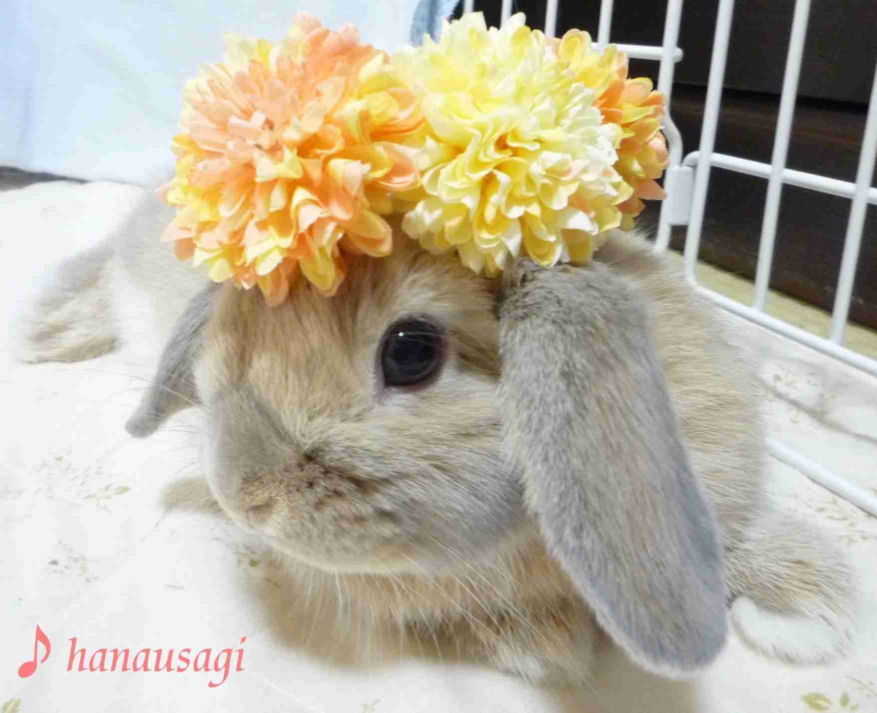 ガルちゃんで画像(サイト)を貼り付ける方法＆練習Part3