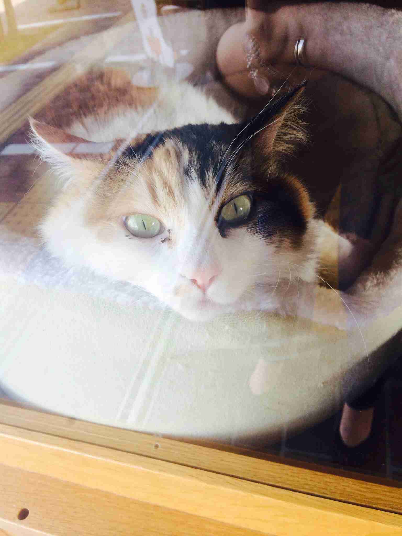 ガルちゃんで画像(サイト)を貼り付ける方法＆練習Part3