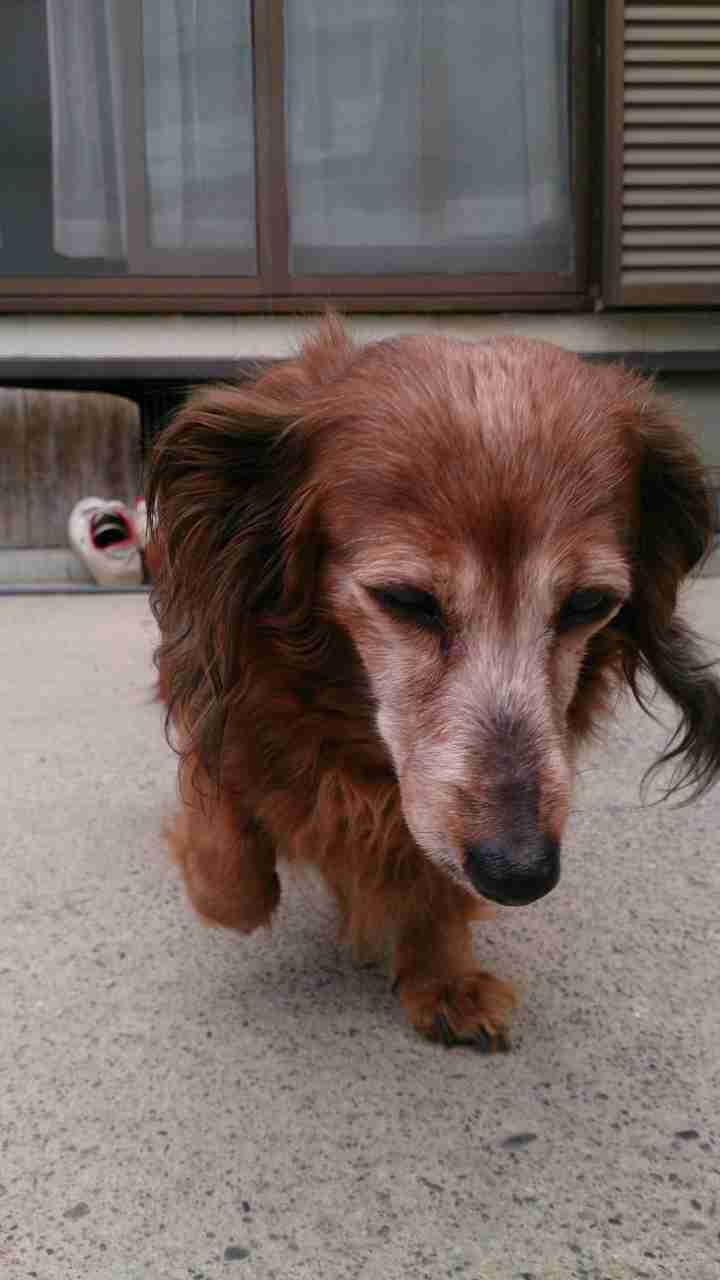 ガルちゃんで画像(サイト)を貼り付ける方法＆練習Part3