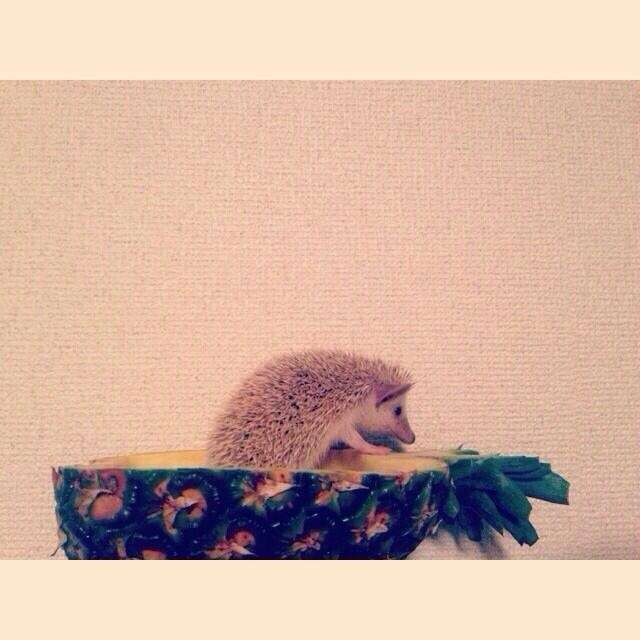 ガルちゃんで画像(サイト)を貼り付ける方法＆練習Part3