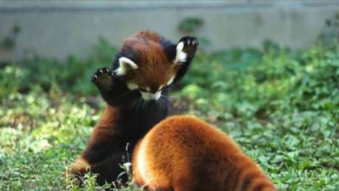 ガルちゃんで画像(サイト)を貼り付ける方法＆練習Part3