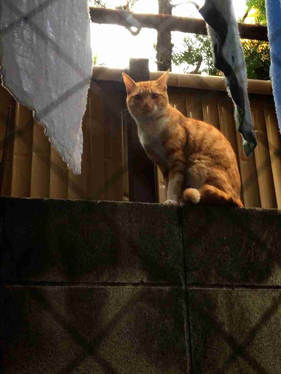 ガルちゃんで画像(サイト)を貼り付ける方法＆練習Part3