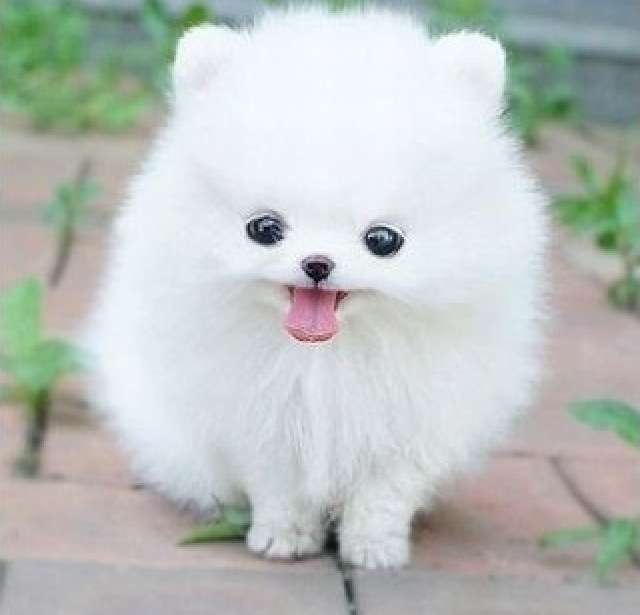 ガルちゃんで画像(サイト)を貼り付ける方法＆練習Part3