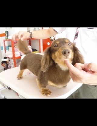 ガルちゃんで画像(サイト)を貼り付ける方法＆練習Part3