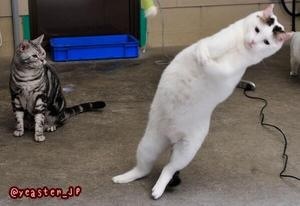 ガルちゃんで画像(サイト)を貼り付ける方法＆練習Part3