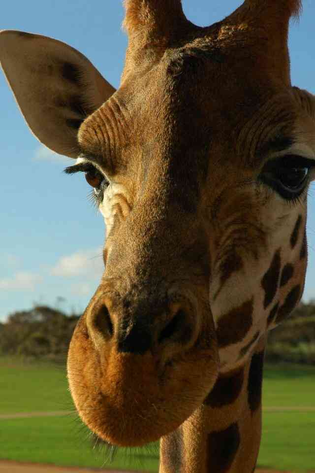 ガルちゃんで画像(サイト)を貼り付ける方法＆練習Part3