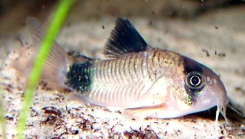 ガルちゃんで画像(サイト)を貼り付ける方法＆練習Part3