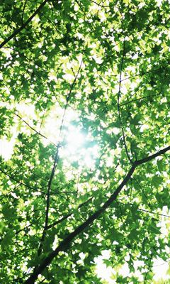 ガルちゃんで画像(サイト)を貼り付ける方法＆練習Part3