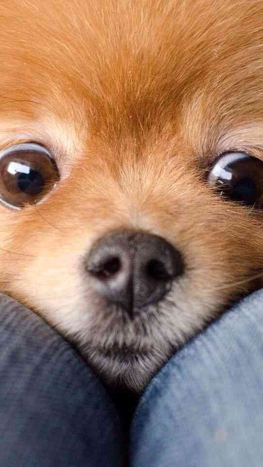 ガルちゃんで画像(サイト)を貼り付ける方法＆練習Part3