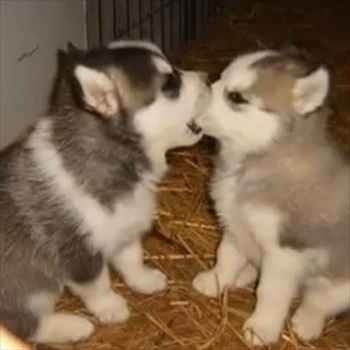 ガルちゃんで画像(サイト)を貼り付ける方法＆練習Part3